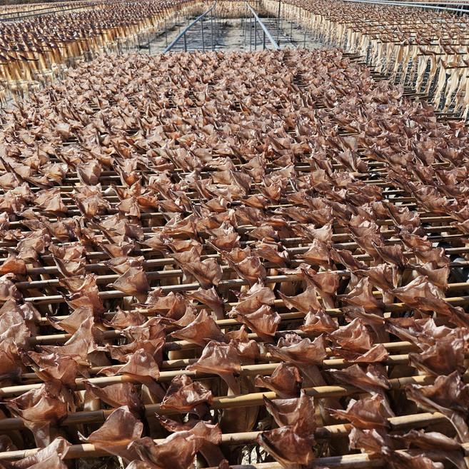 국산 마른오징어 파지 파품 5미 10미 맥주안주 건어물 산지직송, 1개, 국산 마른오징어200g내외 4~5미 내외