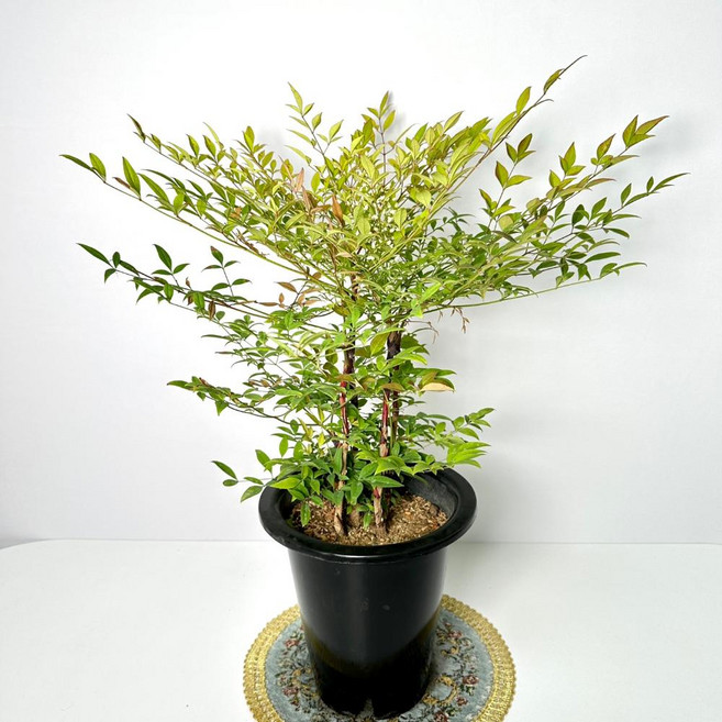 소담꽃농원 *사계절 알록달록 싱그러운* 남천 나무 조경수 공기정화화분, 1개