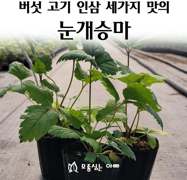 [모종심는아빠] 버섯 고기 인삼 세가지맛의 삼나물 눈개승마 모종, 1개