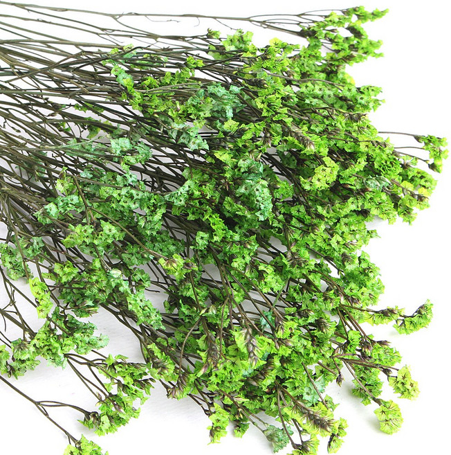 화연양화 프리저브드플라워 시네신스 시넨시스 8색 시들지않는생화, 06 리프그린