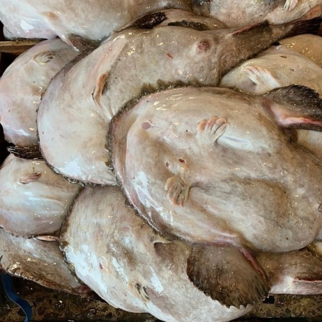 국내산 생물 손질 아귀 3.5kg급 원물 5kg