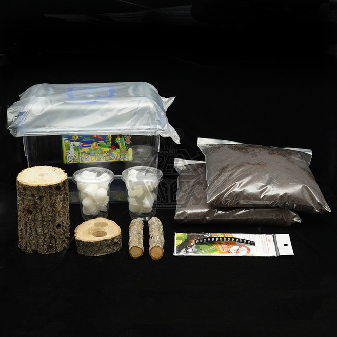 곤충 사육 입문자 세트 사슴벌레 장수풍뎅이 기르기 키우기 옵션선택, 중 (애사슴/다우리아사슴벌레 등), 1개