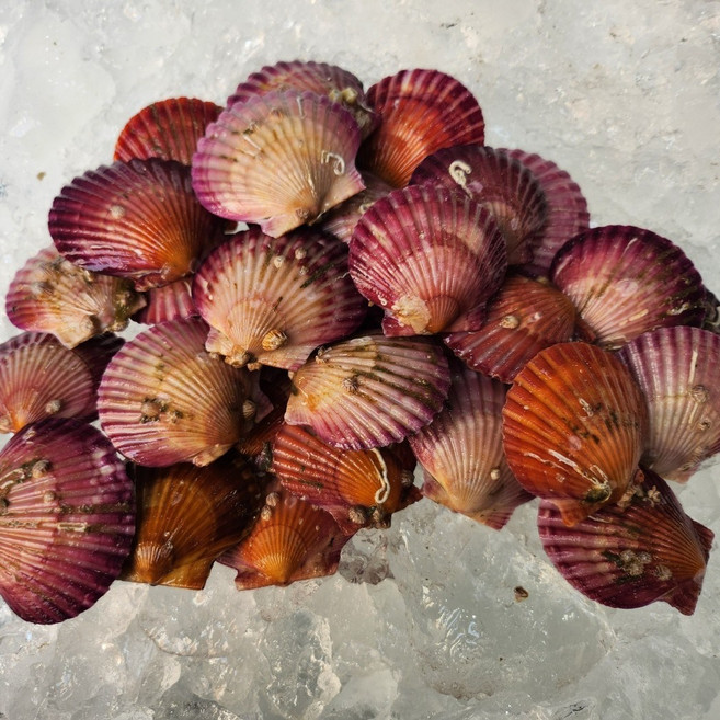 새벽조업 통영 홍가리비 캠핑 조개구이 Scallops, 1박스, 홍가리비 1kg (20미 내외)