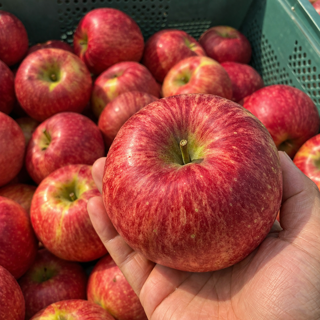 [마진없습니다] 1+1 예산 꿀한가득 껍질먹는 햇 부사 사과 5KG (총 10키로 발송) 대과, 1박스, 10KG