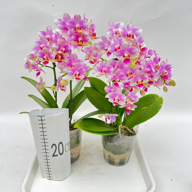 너무 예쁜 미니호접란 퀸 핑크꽃 1+1 서양란 다년초 장기개화 실내화초 다이노플라워, 1세트