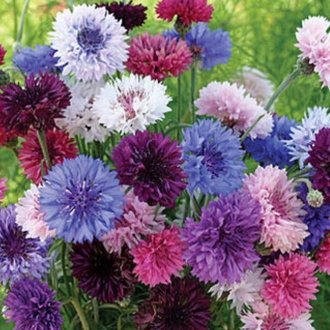 수레국화-파스텔 8cm포트묘 봄개화 색상랜덤 [꽃심야생화], 6개