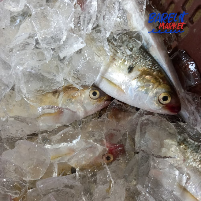 국내산 급냉 손질 구이용 전어 구이용, 500g(5-10미)