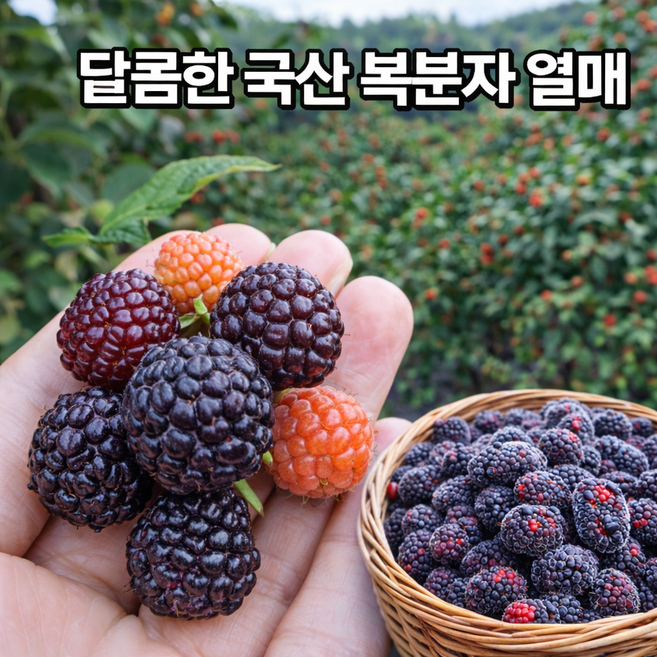 팜온네이처 국산 냉동복분자 1kg 5kg 10kg 토종 복분자 열매 급속냉동 고창 복분자, 1박스, 냉동 토종복분자 특품 1kg