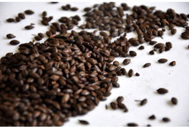 브리스 G-BLKB-1LB 블랙 보리 홈 브루잉 홀 그레인 1파운 Briess G-BLKB-1LB Black Barley Home Brewing Whole Grain 1lb. Ba, 1개