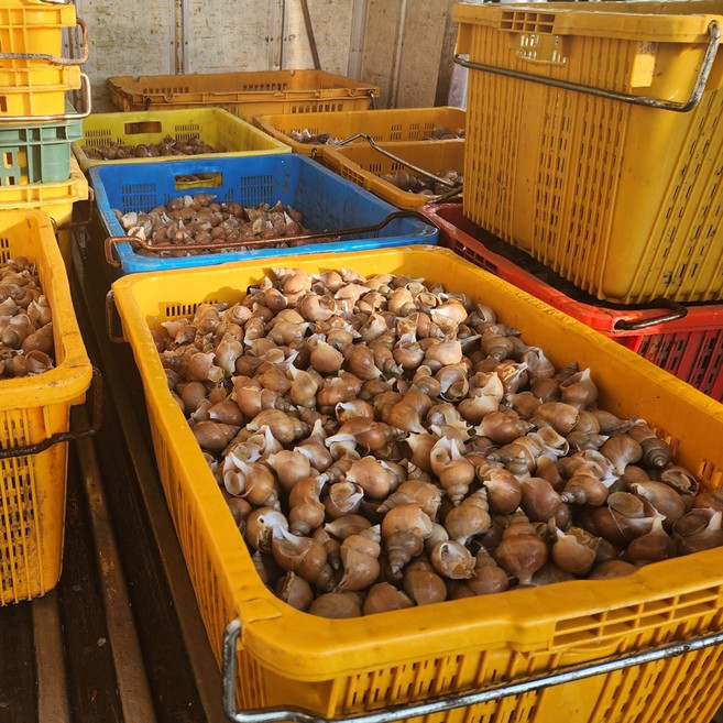 [선주직판] 구룡포 자숙 백골뱅이 백고동 냉동 벌크 업소용, 1박스, 중 8kg