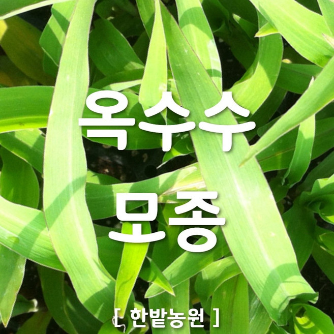 채소 모종 ~ 각종 묘종. 베란다 텃밭 세트 공기정화식물 허브 씨앗 채소모종 ~, H073 옥수수 모종 3개