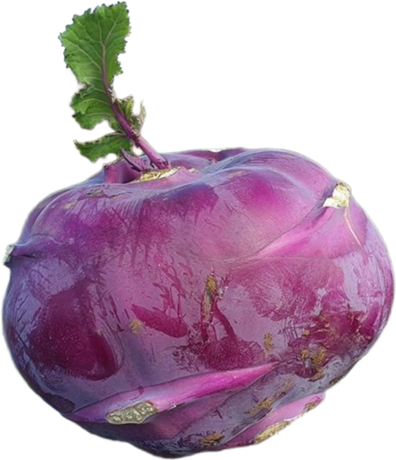 제주 충북 강원 콜라비 제철 겨울 햇콜라비 10kg 5kg 3kg, 1박스, 10kg(특상)