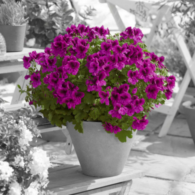 [어린모종]제라늄(영양계-리갈) : 8cm분, 플로렐라 마젠타, 1개