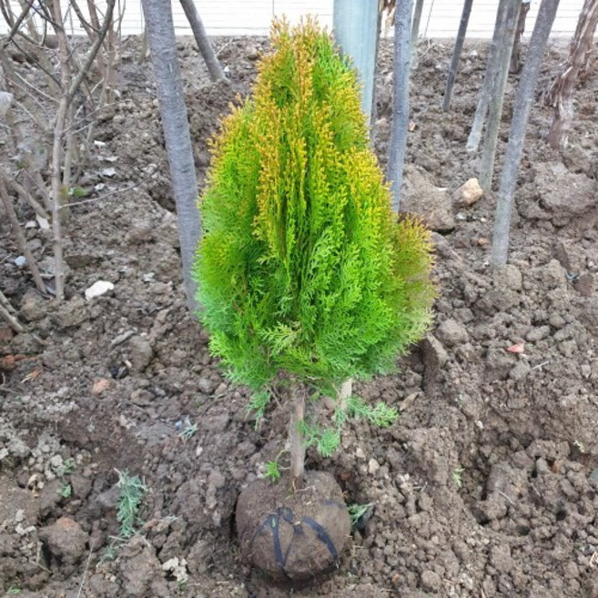 (나무농장) 측백나무 황금측백 키 50cm 내외 분, 1개