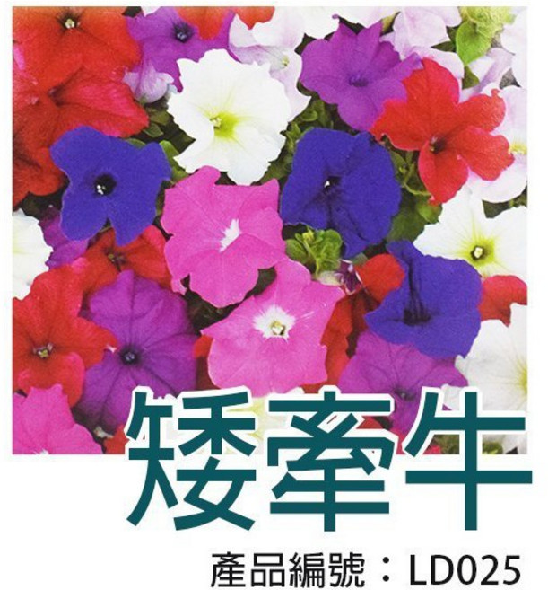 醬米資材 矮牽牛種子, 1個, Multi-color