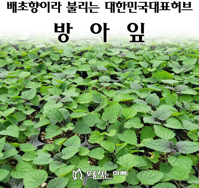 [모종심는아빠] 배초향이라 불리는 대한민국 대표 허브 방아잎 모종, 1개