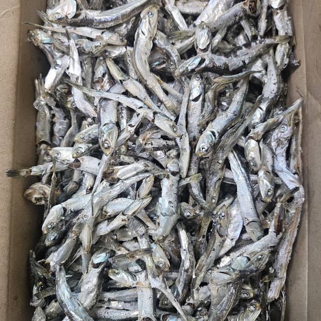 사장님전용 햇 육수멸치 2줄, 1.5kg, 12개