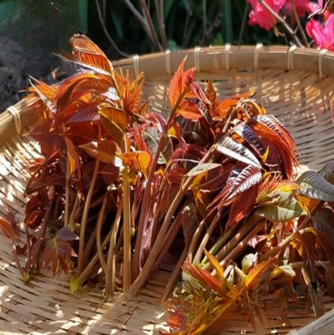 [단독특가] 봄내음 향긋향긋 가죽나물 참죽나무순, 1박스, 500g