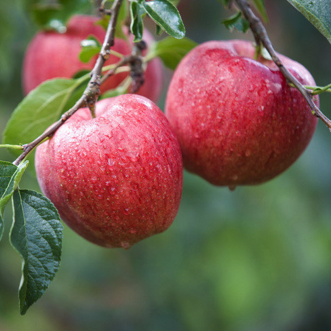 청송 꿀사과 산지직송 아삭한 고당도 부사 사과, 1박스, 11.사과 가정용 10kg 특대(20-25과내외)