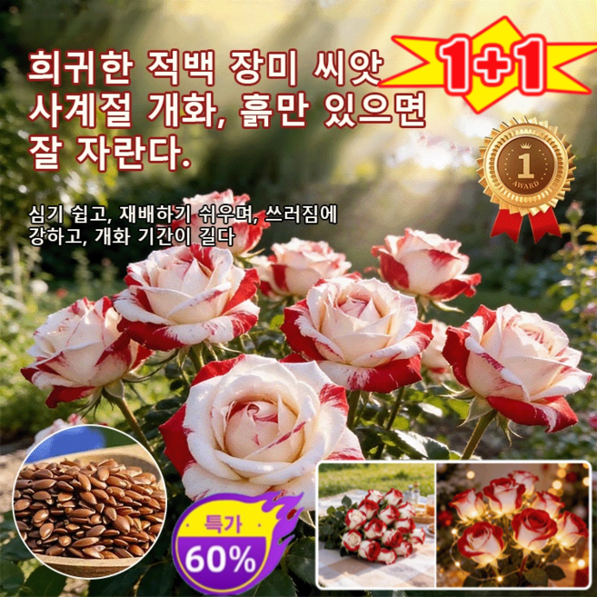 1+1 희귀한 적백 장미 씨앗, 100정*8