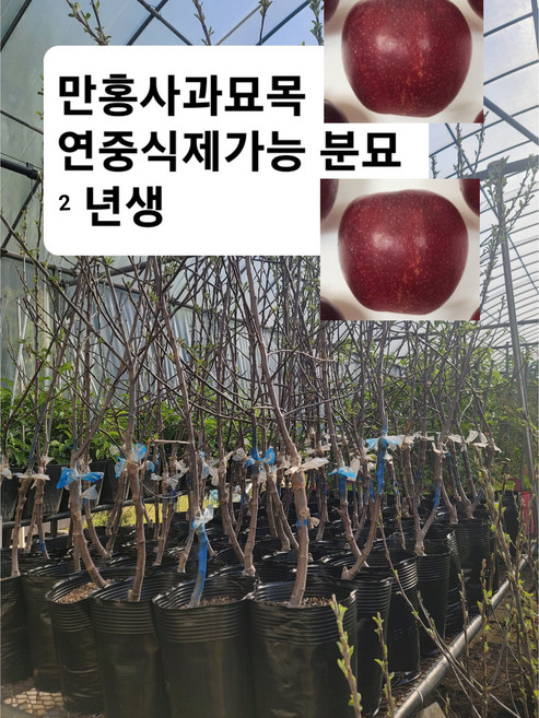 만홍부사 묘목 감홍 사과묘목 미야비 사과나무 2년생 특묘, 만홍사과묘목 분묘, 1개
