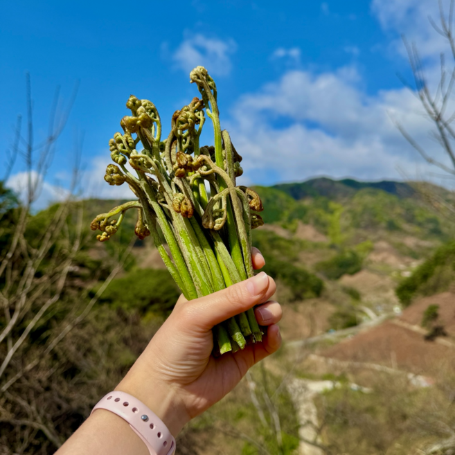 2026 국산 햇 특품 고사리 백운산 야생 생고사리, 1kg, 1개