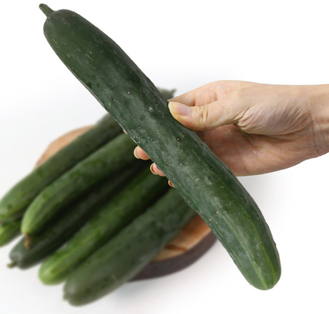 [팔도농장] 수분의 여왕 청 오이, 청오이, 1개, 3kg