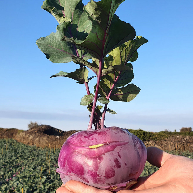 제주 콜라비 아삭 달콤한 특품 햇콜라비, 10kg, 1개