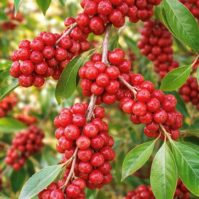 보리수 가을보리수 12cm 포트묘