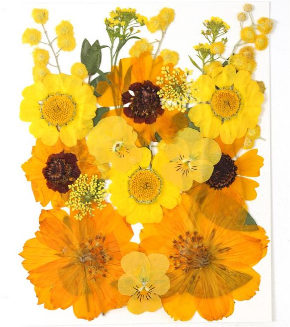 한현 DIY 대용량 압화 책갈피 만들기 종합팩 꽃모음 1장 20꽃, 1세트, HX05