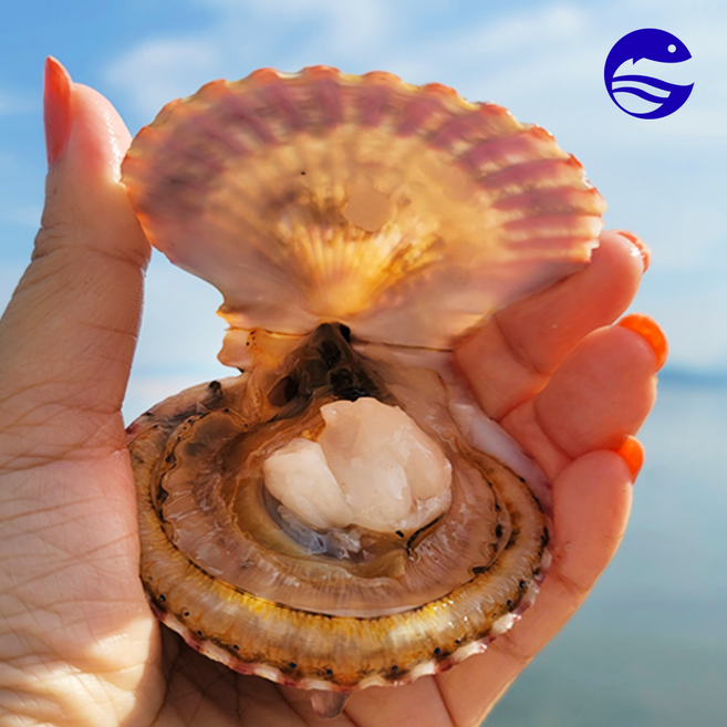 [산지직송] 감탄수산 통영 활 홍가리비 세척 선별, 1개, 3kg (6-75미 내외)