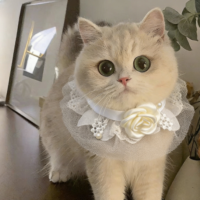 반려동물 레이스 꽃 스카프 케이프, 1개, 레이스꽃