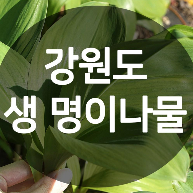 2025 강원도 평창산 생 명이나물 (산마늘) 1kg, 1개