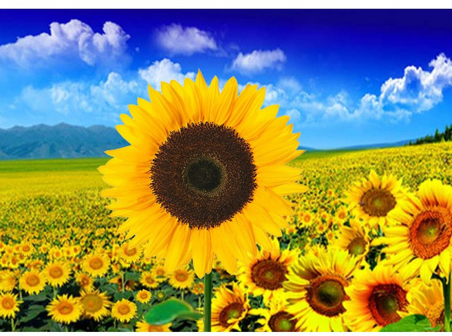 MJS 보석십자수 50x40cm (캔버스형) DIY 세트 MJ8, MJ02  황금해바라기 꽃밭, 1개