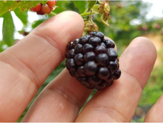 고창 슈퍼 복분자 생과(냉동) 블랙베리 1kg 2.5kg 5kg 10kg, 슈퍼복분자(특품)1kg