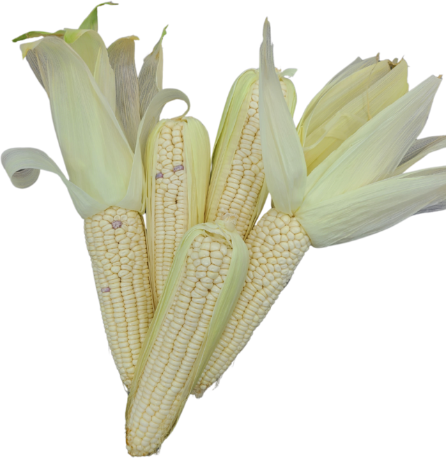 푸드비트 쫀득쫀득 국내산 미백 찰옥수수 특품 14cm이상, 10개, 미백찰옥수수(특품)