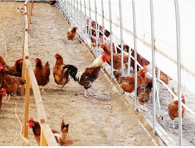 한국인의 밥상이 인정한 계룡산 토종닭 (20호) chicken, 2개, 2kg