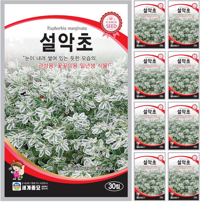 설악초 씨앗 꽃씨 30립 꽃씨앗 세계종묘 모칸도, 9개
