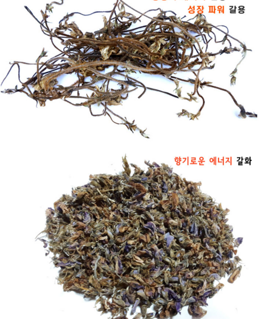 국산 야생 칡순300g 칡꽃100g 갈용 갈화 직접채취 깨끗한손질(선택사항), 100g, 1개, 칡꽃