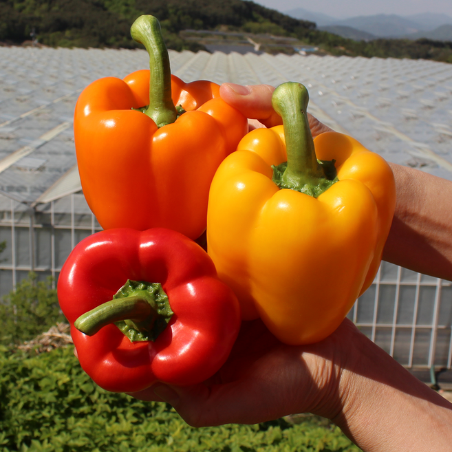 [싱싱냠냠] GAP인증 국내산 노랑 빨강 상급 파프리카, 1박스, 2kg(상품)