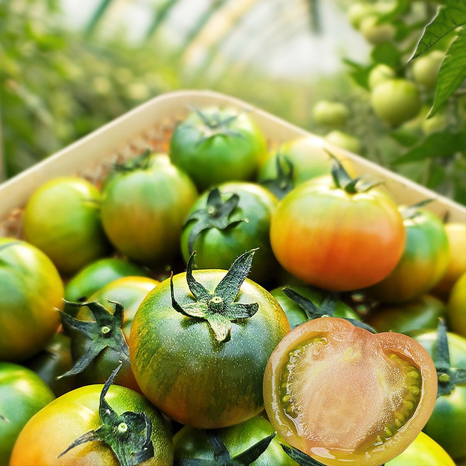 [농장직송] 대저토마토 짭짤이 토마토 당일수확, 1박스, 대저 짭짤이 토마토 로얄 1kg(S)