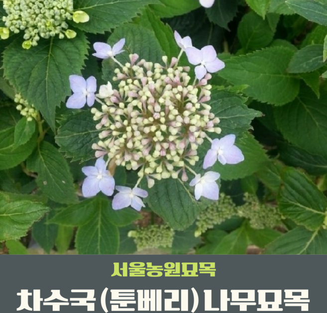서울농원묘목/차수국 툰베리 산수국 나무 2년생묘목 단맛나는 수국잎 6치포트묘 감로차 조경수, 1개, 차수국