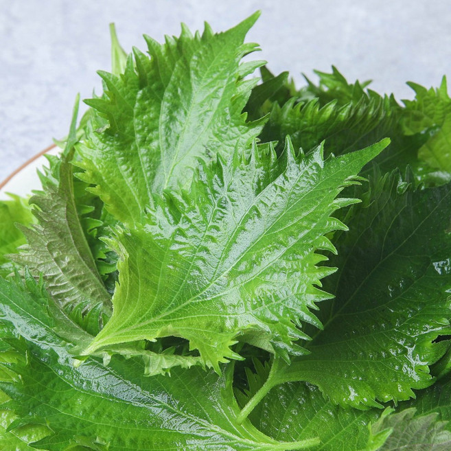 시소잎 일본 깻잎, 3개, 10g