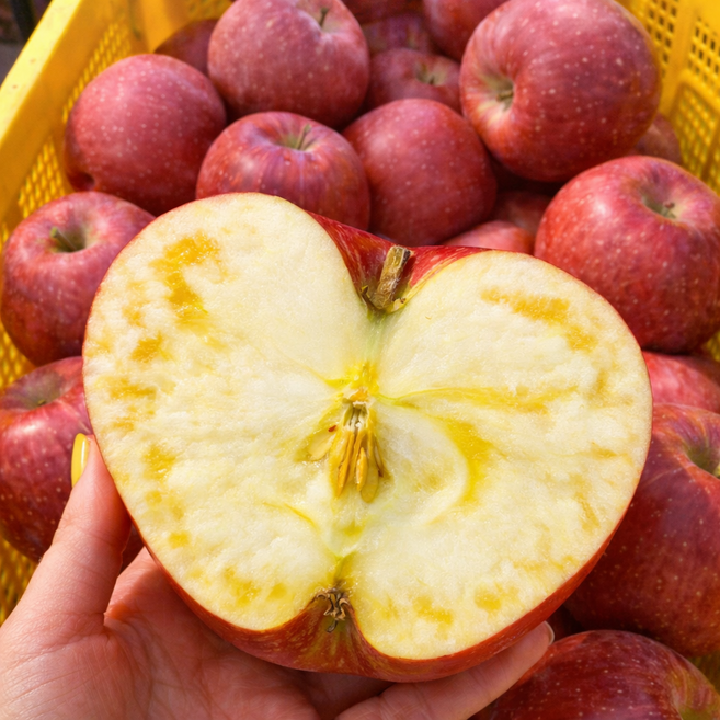 [재고정리100박스만] 문경 아삭아삭 꿀벌당도 햇 부사 사과 5KG 대과