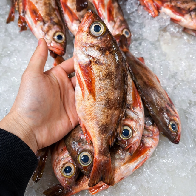 가거도 불볼락(열기) 뽈락 볼락살 손질 열기 자연산 1kg 6-7미 붉볼락, 1개