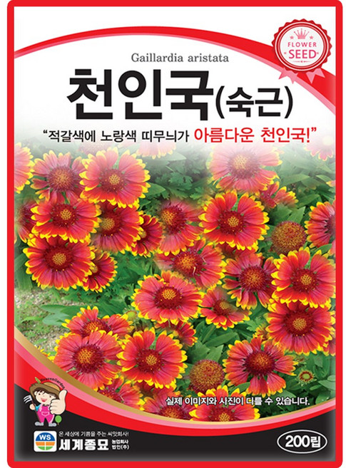 세계종묘 천인국 씨앗 200립 천인국 숙근 꽃씨 야생화 종자, 2개