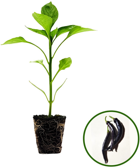 파머시카 가지고추 모종 보라고추 국산, 2개