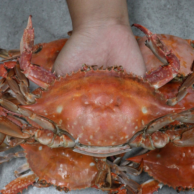 서천 알베기 암꽃제 살이꽉찬 꽃게 급냉 발송 꽃게 산지직송, 1박스, 1k알베기 꽆게