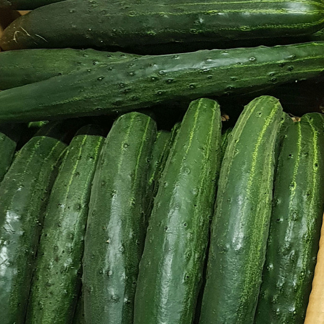 국내산 취청오이, 1박스, 특 1kg