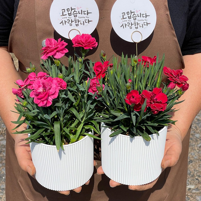 (예약발송) 1+1 카네이션화분 카네이션 생화 화분 세트 어버이날선물 스승의날선물 카네이션선물 생화택배, 1개